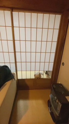 障子の枠にはまる犬