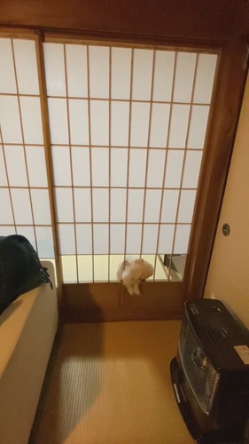 ワタワタする犬