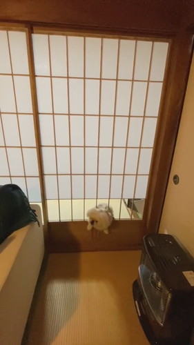 一息つく犬