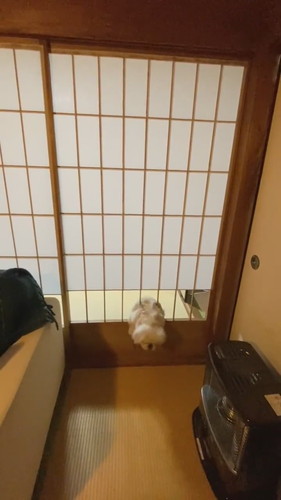 再チャレンジする犬