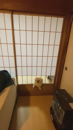 戸惑う犬