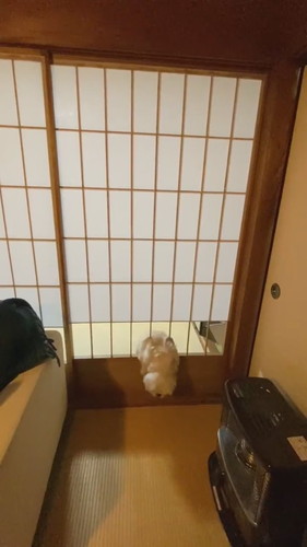 めげない犬