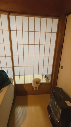 悟った犬