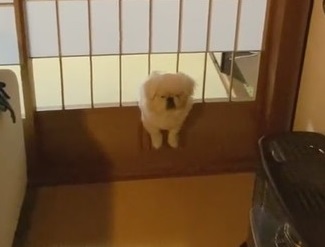 障子の枠に突っ込む犬