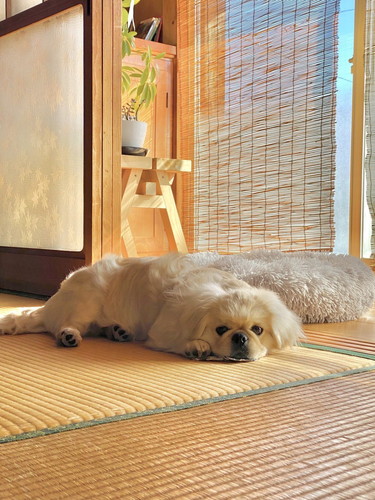 くつろぐペキニーズ