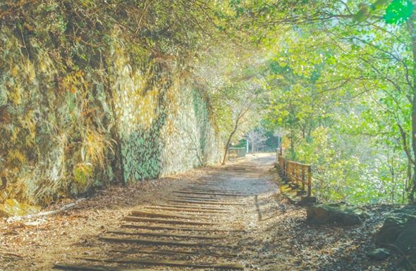 緑が美しい画像