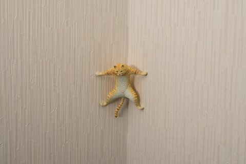 壁にはりつく猫