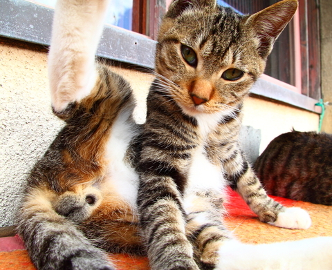 足を広げるにゃんこ