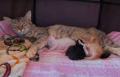 母乳をあげるココちゃん