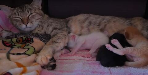 母乳をあげるココちゃんアップ