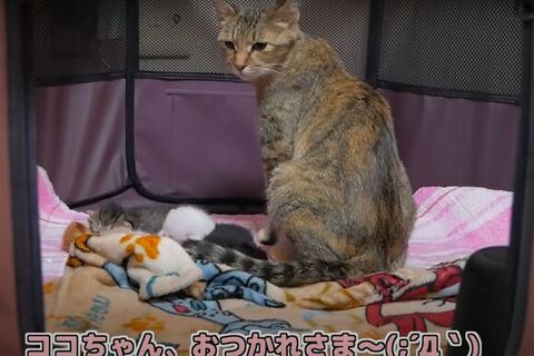 座っているココちゃん