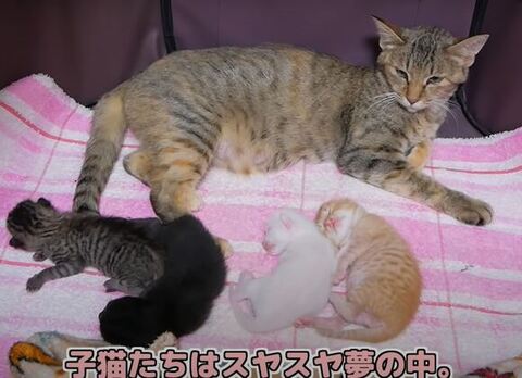 子猫たち睡眠中