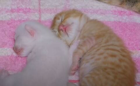 白ちゃんベージュちゃん