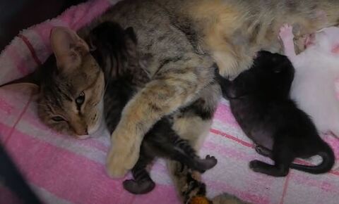 キジトラちゃんを抱きしめるココちゃん