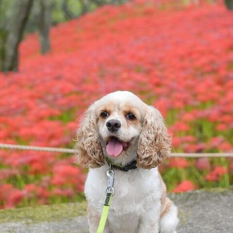 お花とおもちくん