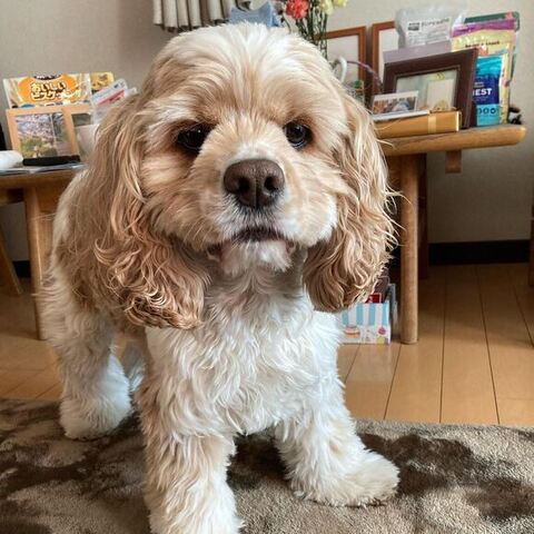 おもちくん正面