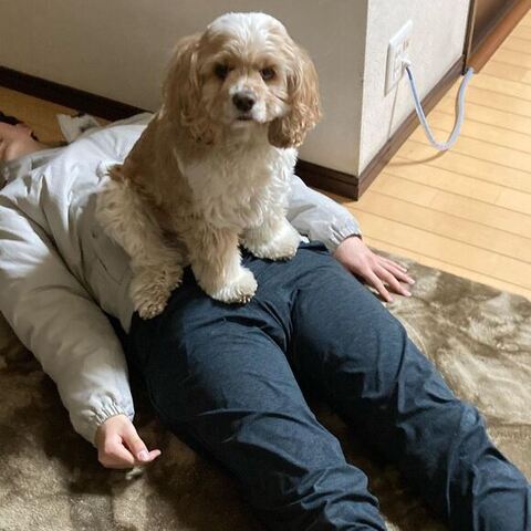 お腹にのるおもちくん