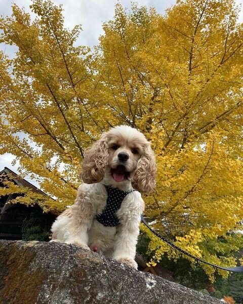 石の上のおもちくん