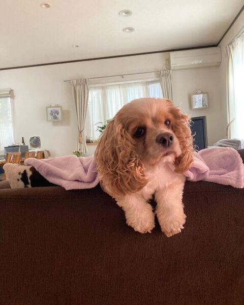 ソファのおもちくん