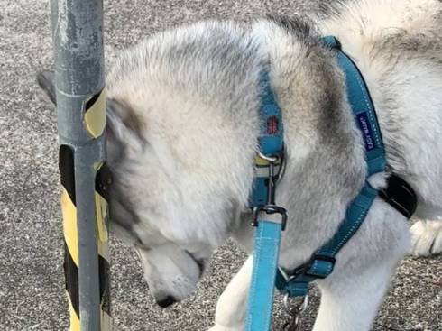 ハスキー犬の琥珀くんが細いポールに隠れたつもりのアップ