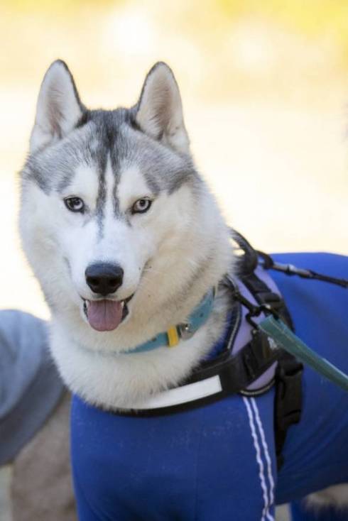 イケメンなハスキー犬