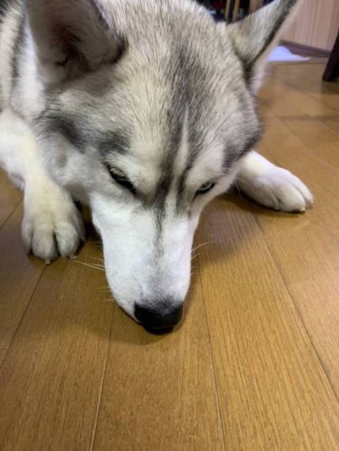 かわいいハスキー犬