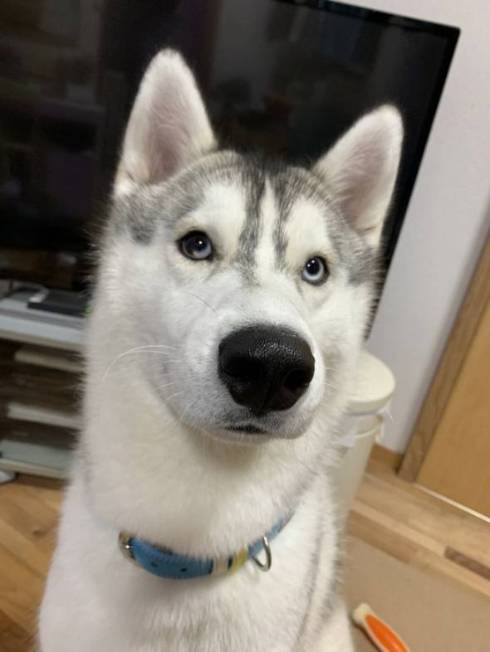 ちょっととぼけた表情のハスキー犬