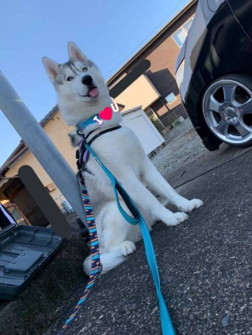 りりしいハスキー犬
