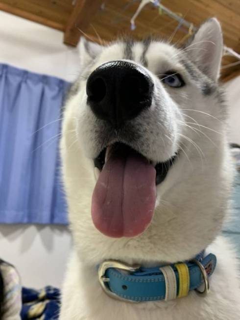 ギャップがたまらないハスキー犬