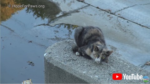 壁の上の猫を救助 