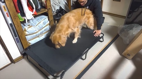 キャンプの準備をするワンちゃん