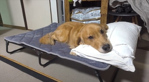 キャンプ用品を気に入ったワンちゃん