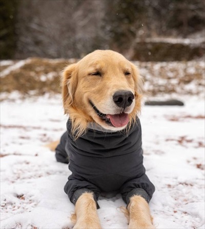 笑顔のゴールデンレトリバー