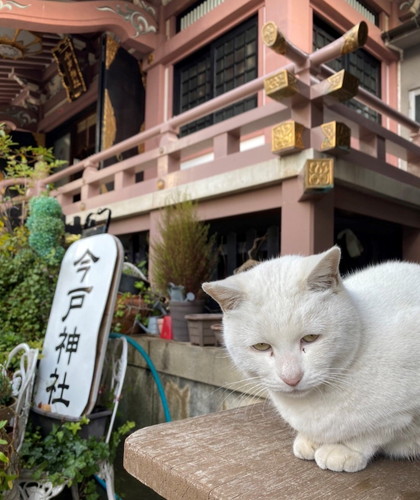 「猫の日セレクション」
