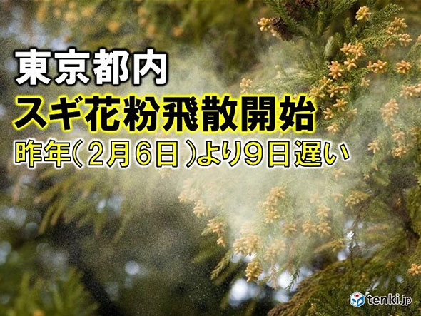 スギ花粉飛散開始