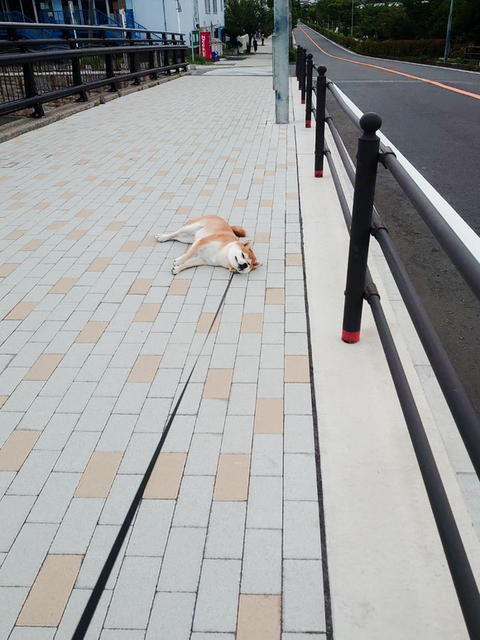 寝そべるあおちゃん
