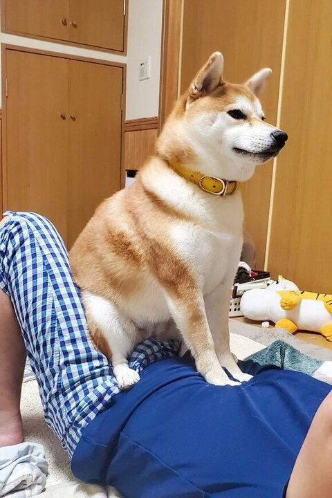 飼い主さんの上に座るあおちゃん