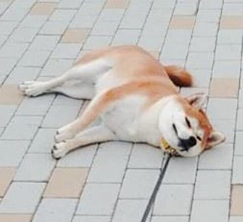 寝そべるあおちゃんアップ