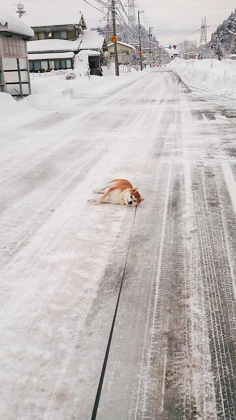 雪の日に寝そべるあおちゃん