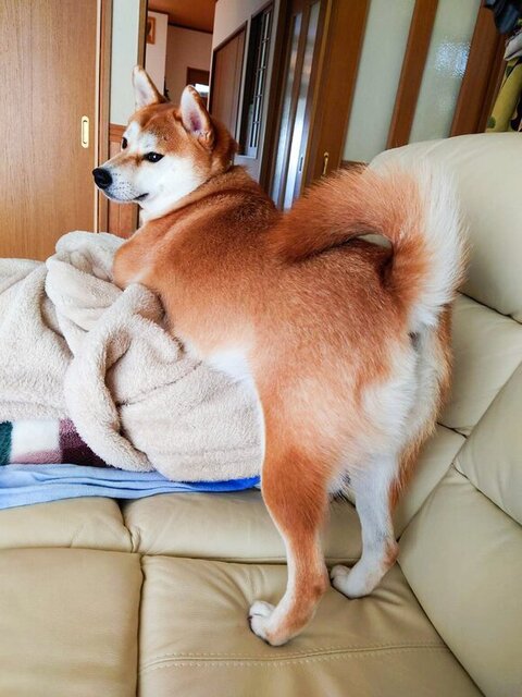 お尻をむけるあおちゃん