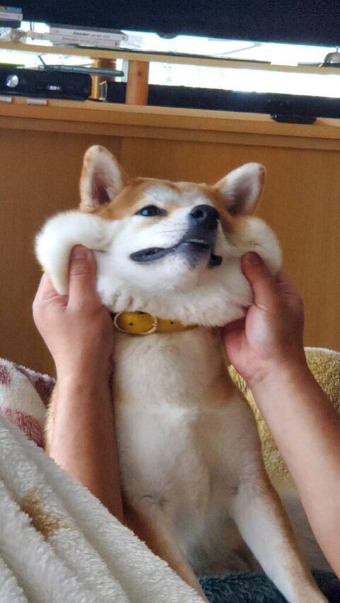 ほっぺた引っ張られるあおちゃん