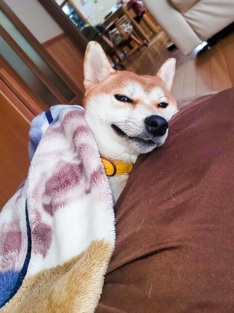 寝ながらキメ顔するあおちゃん