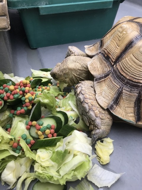 野菜を食べるはなちゃん