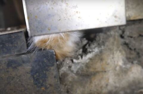 隙間にいるななちゃん