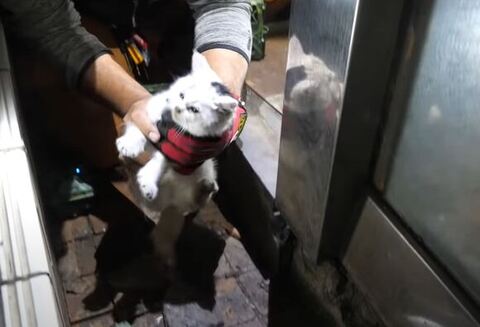 ナナちゃんを救出