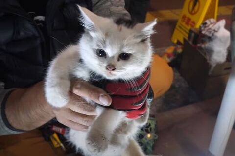 ナナちゃんアップ