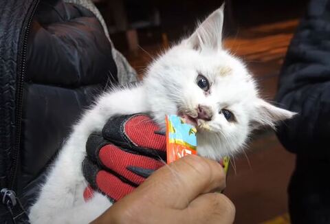 ちゅ〜るをあげる