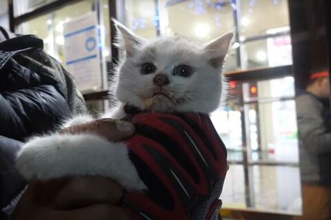 口にチュールがついたナナちゃん