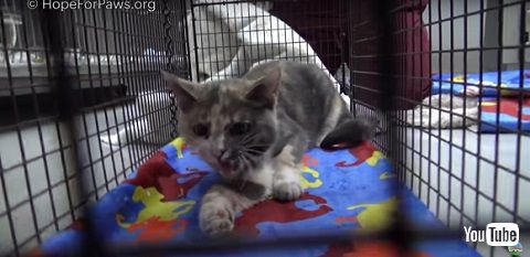 無事救助された猫 