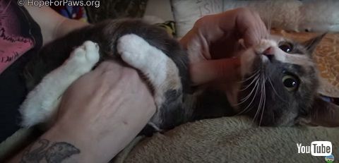 甘えん坊になった猫 